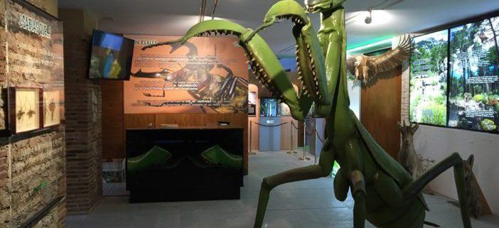 Collarubio - InsectPark