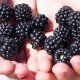 Collarubio - Sierra de Madrid - Moras